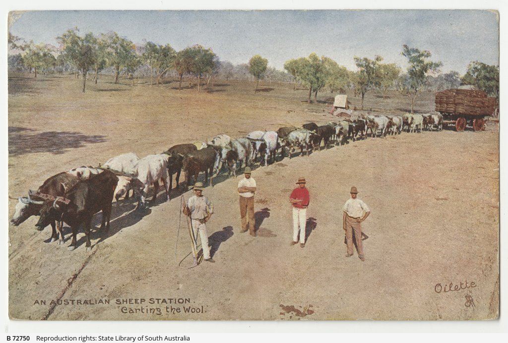 Bullock_Team,_Colour_Postcard